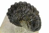 Curled Phacopid (Morocops) Trilobite - Foum Zguid, Morocco #272837-1